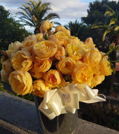 Shrub rose Rose de Bormes ®