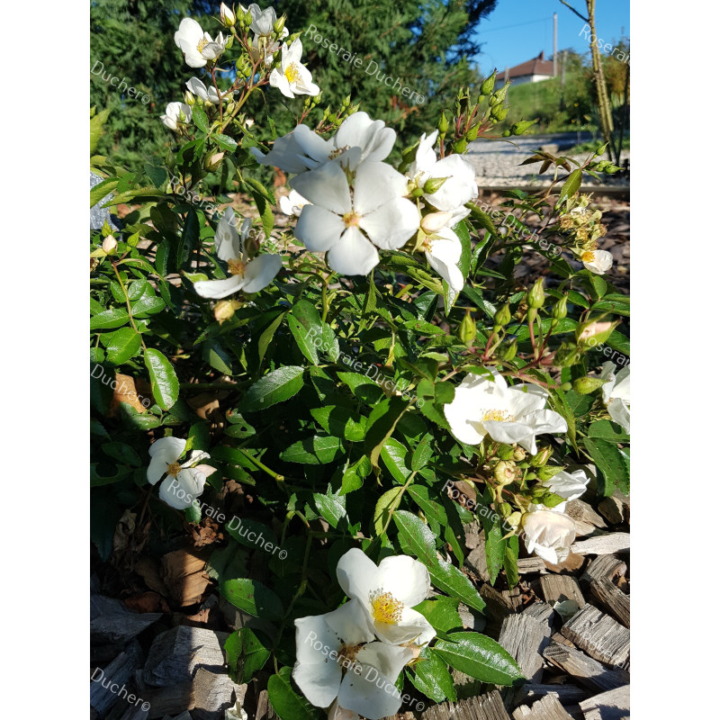 Shrub rose creation Sandrine David ®