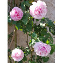 Climbing rose creation Florence Ducher ®