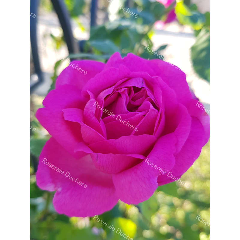 Climbing rose Madame Isaac Pereire