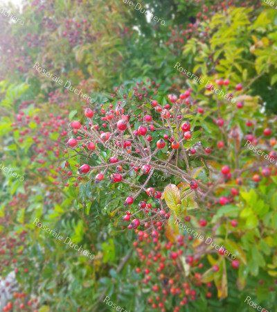 Rosier grimpant Rosa Multiflora Adenochaeta
