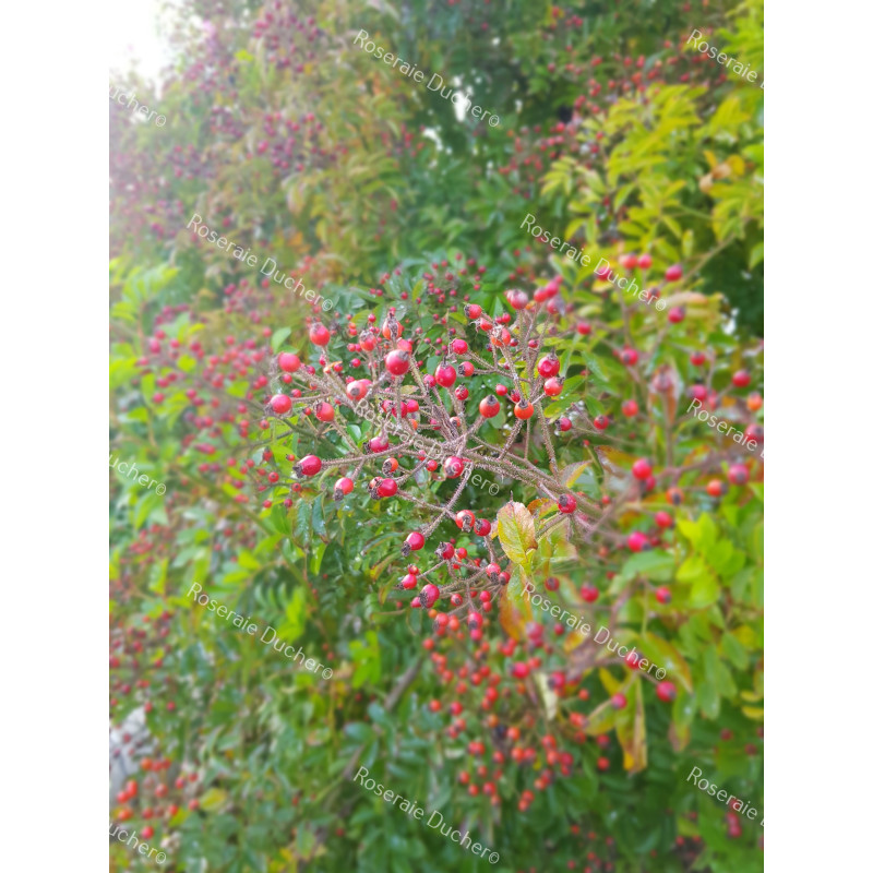 Climbing rose Rosa Multiflora Adenochaeta