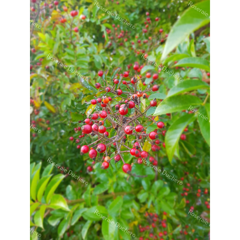 Climbing rose Rosa Multiflora Adenochaeta