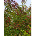 Rosier grimpant Rosa Multiflora Adenochaeta