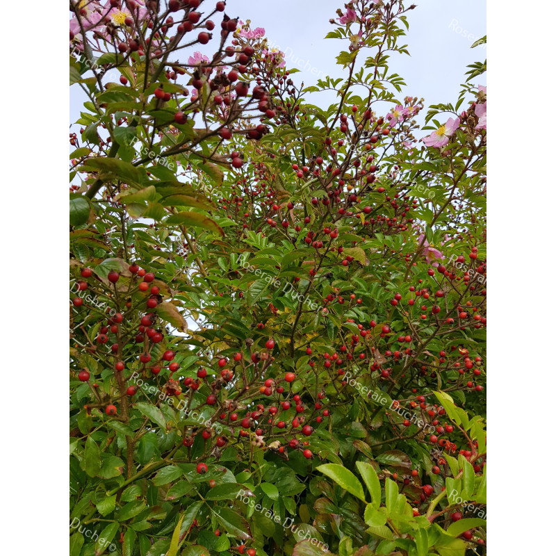 Climbing rose Rosa Multiflora Adenochaeta