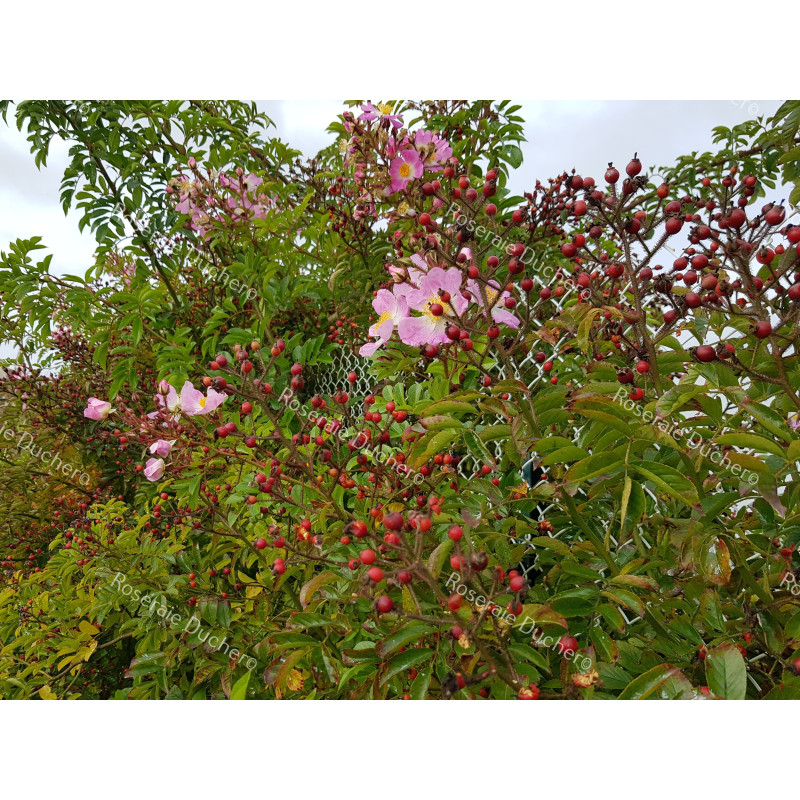 Climbing rose Rosa Multiflora Adenochaeta