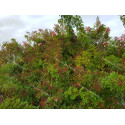 Rosier grimpant Rosa Multiflora Adenochaeta