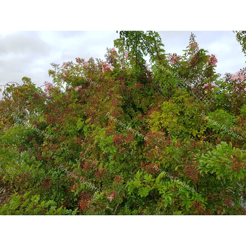 Rosier grimpant Rosa Multiflora Adenochaeta