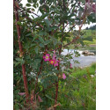 Shrub rose Rosa Glauca