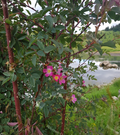 Rosier buisson Rosa Glauca