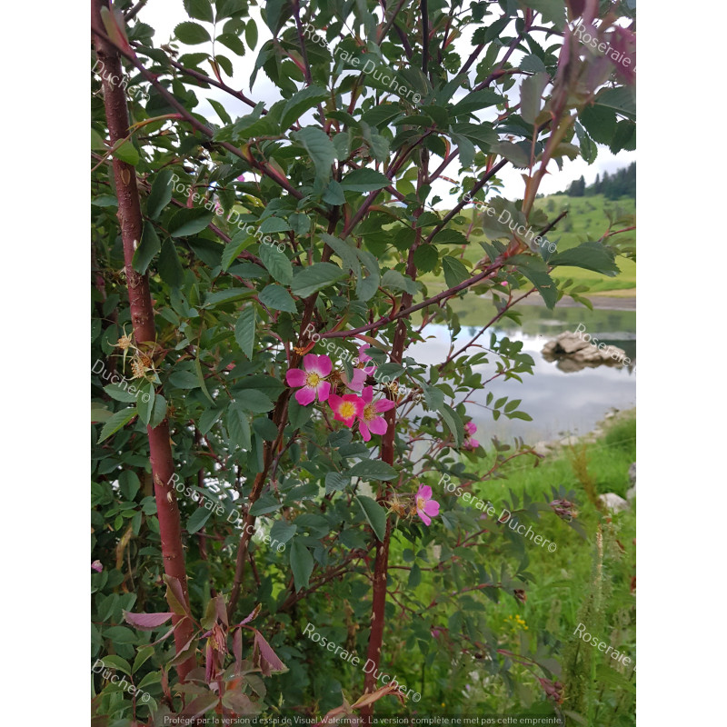 Shrub rose Rosa Glauca