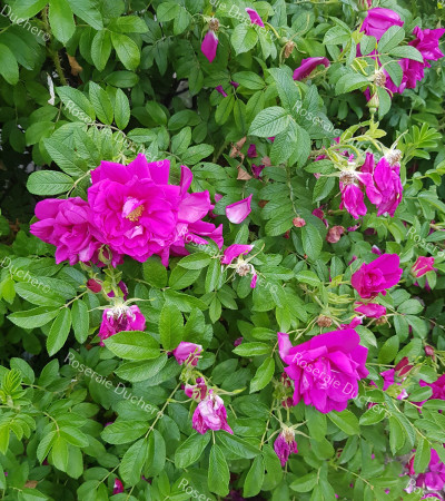 Shrub rose Roseraie de l'Hay