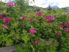 Shrub rose Roseraie de l'Hay