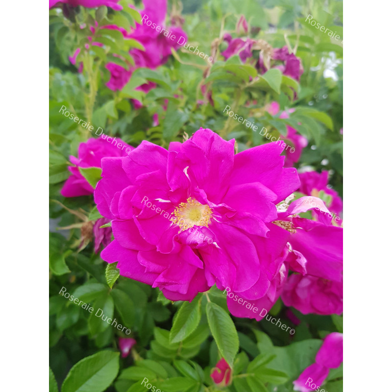 Shrub rose Roseraie de l'Hay