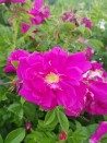 Shrub rose Roseraie de l'Hay