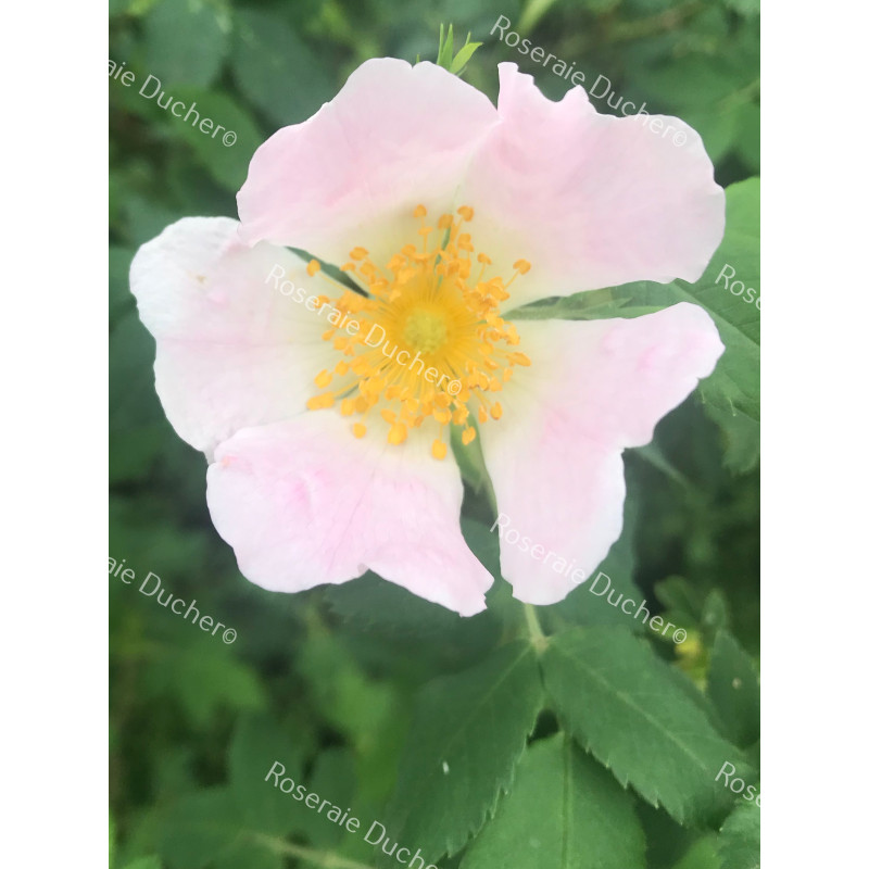 Rosier buisson ROSE MUSQUEE DU CHILI