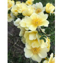 Rosa Primula