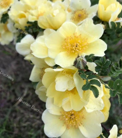 Rosa Primula