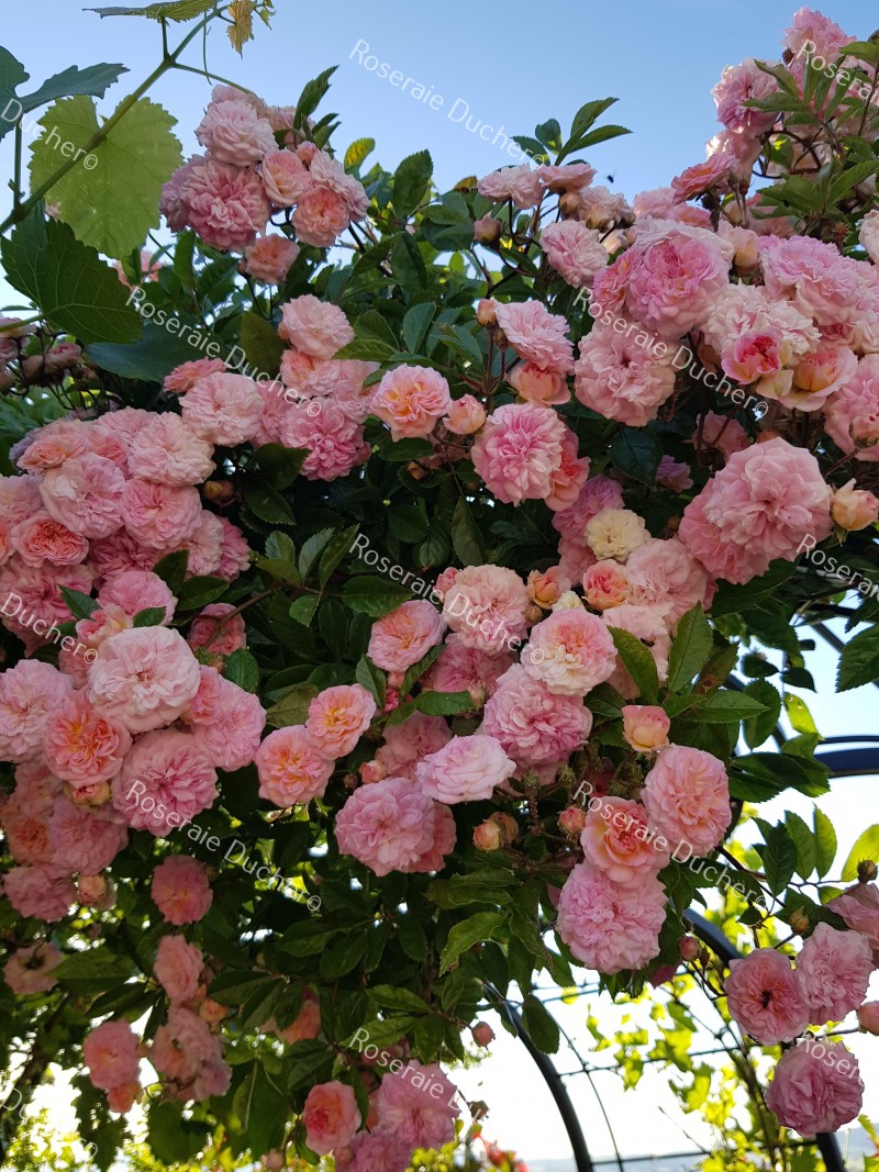 Roses Ducher Climbing Rose Pink Ghislaine De Feligonde