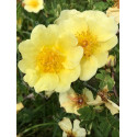 Rosier buisson Canary Bird