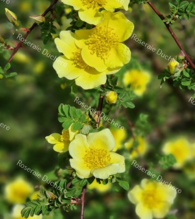 Shrub rose Canary Bird