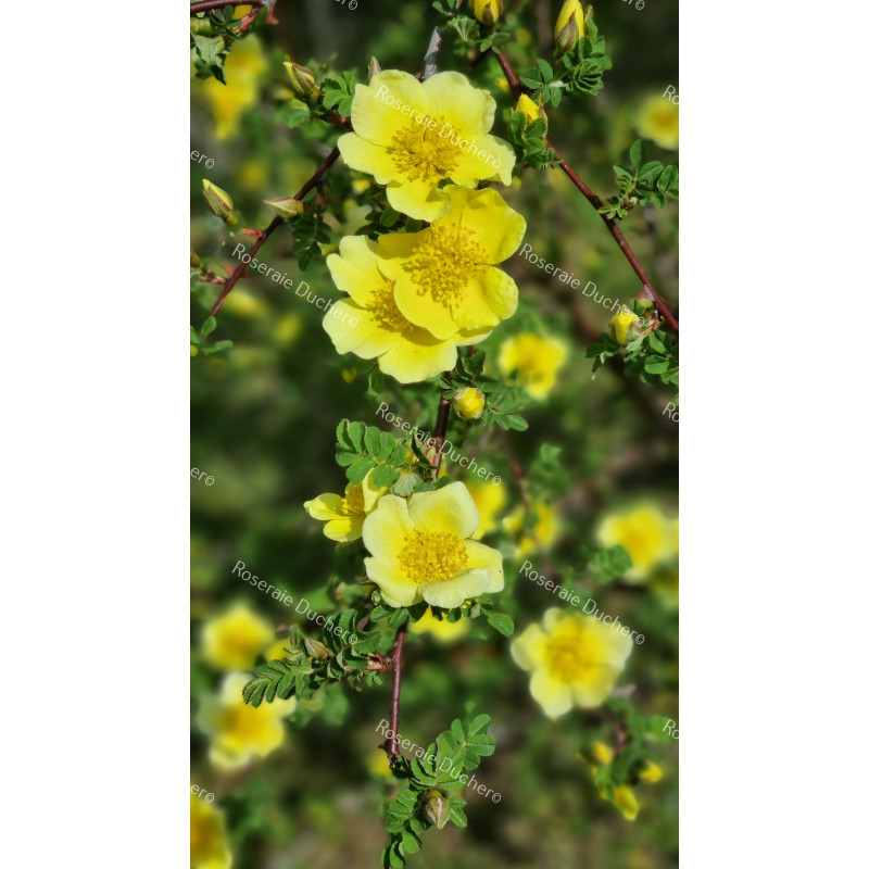 Rosier buisson Canary Bird