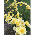 Rosa Primula