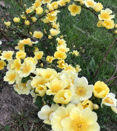 Rosa Primula