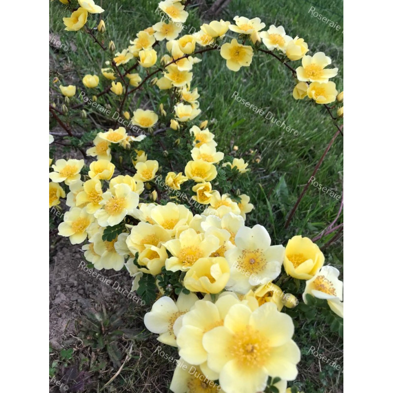 Rosa Primula