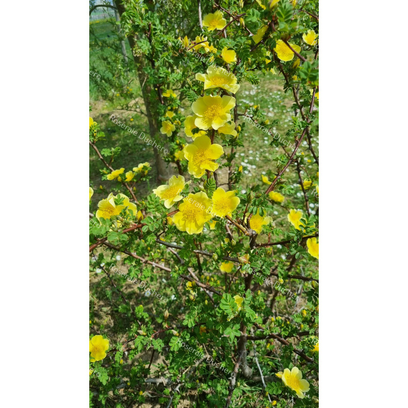 Rosier buisson Canary Bird