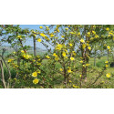 Rosier buisson Canary Bird