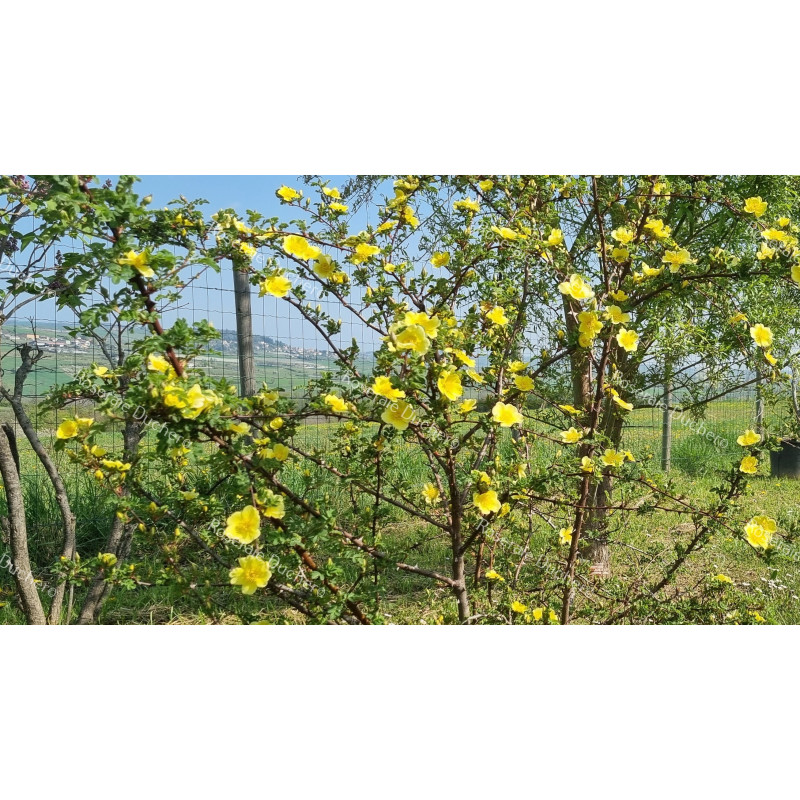 Rosier buisson Canary Bird