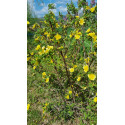 Rosier buisson Canary Bird
