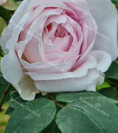 Climbing rose Souvenir de la Malmaison Grimpant