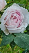 Climbing rose Souvenir de la Malmaison Grimpant