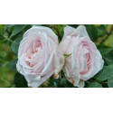 Climbing rose Souvenir de la Malmaison Grimpant