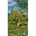 Rosier buisson Canary Bird