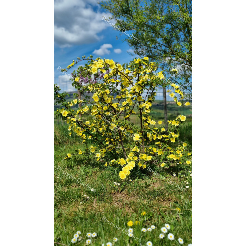 Rosier buisson Canary Bird