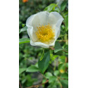 Climbing rose Laevigata