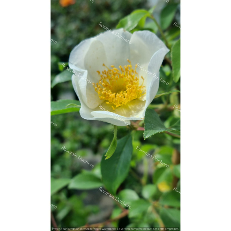 Rosier grimpant Laevigata / La rose des Cherokees