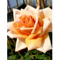 Climbing rose Paul Lede