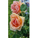 Climbing rose Paul Lede