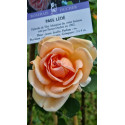 Climbing rose Paul Lede