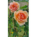 Climbing rose Paul Lede