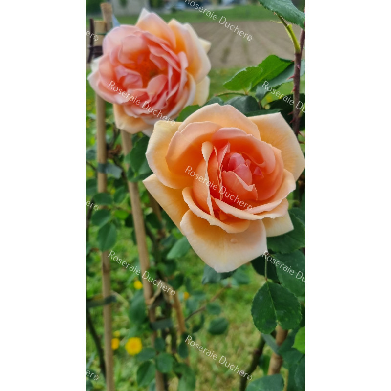 Climbing rose Paul Lede
