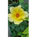 Shrub rose Golden Wings