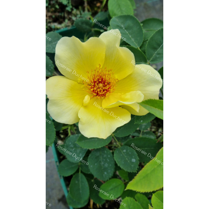 Shrub rose Golden Wings