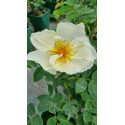 Shrub rose Golden Wings