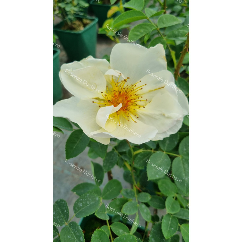 Shrub rose Golden Wings