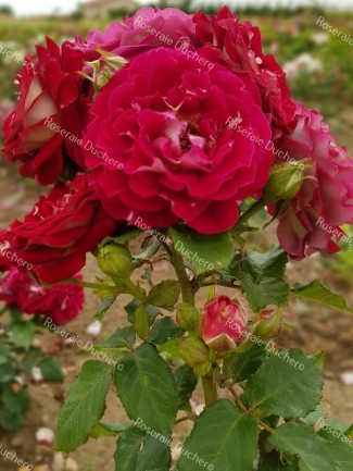 Shrub rose creation Bernard Mas ®